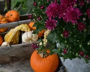 Stauffer Farms fall pic