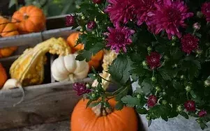 Stauffer Farms fall pic