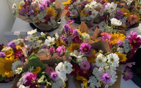 Morning star homestead flowers