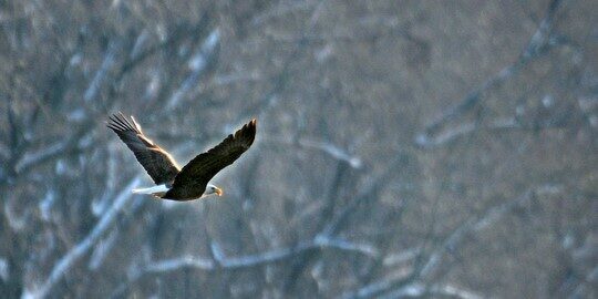 Eagle Watch16 pdf