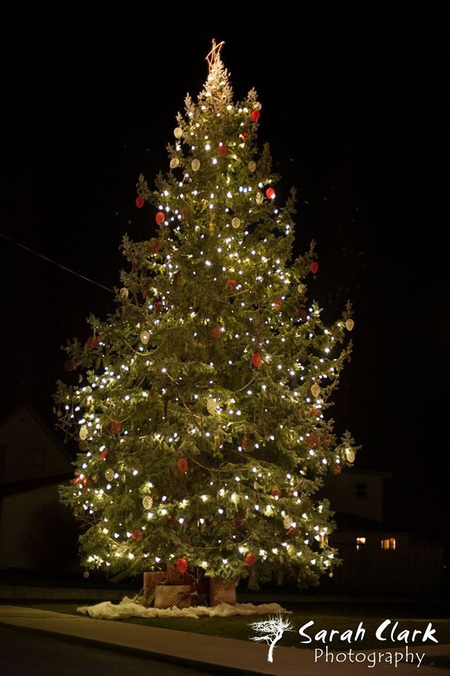 Warren lighted Christmas tree