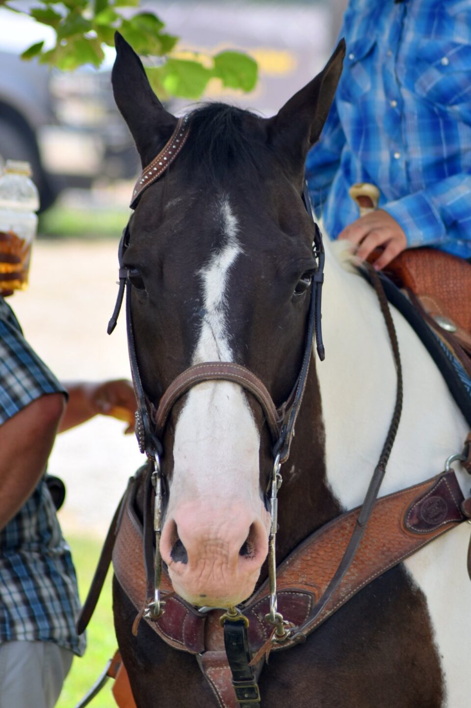 Handsome horse24