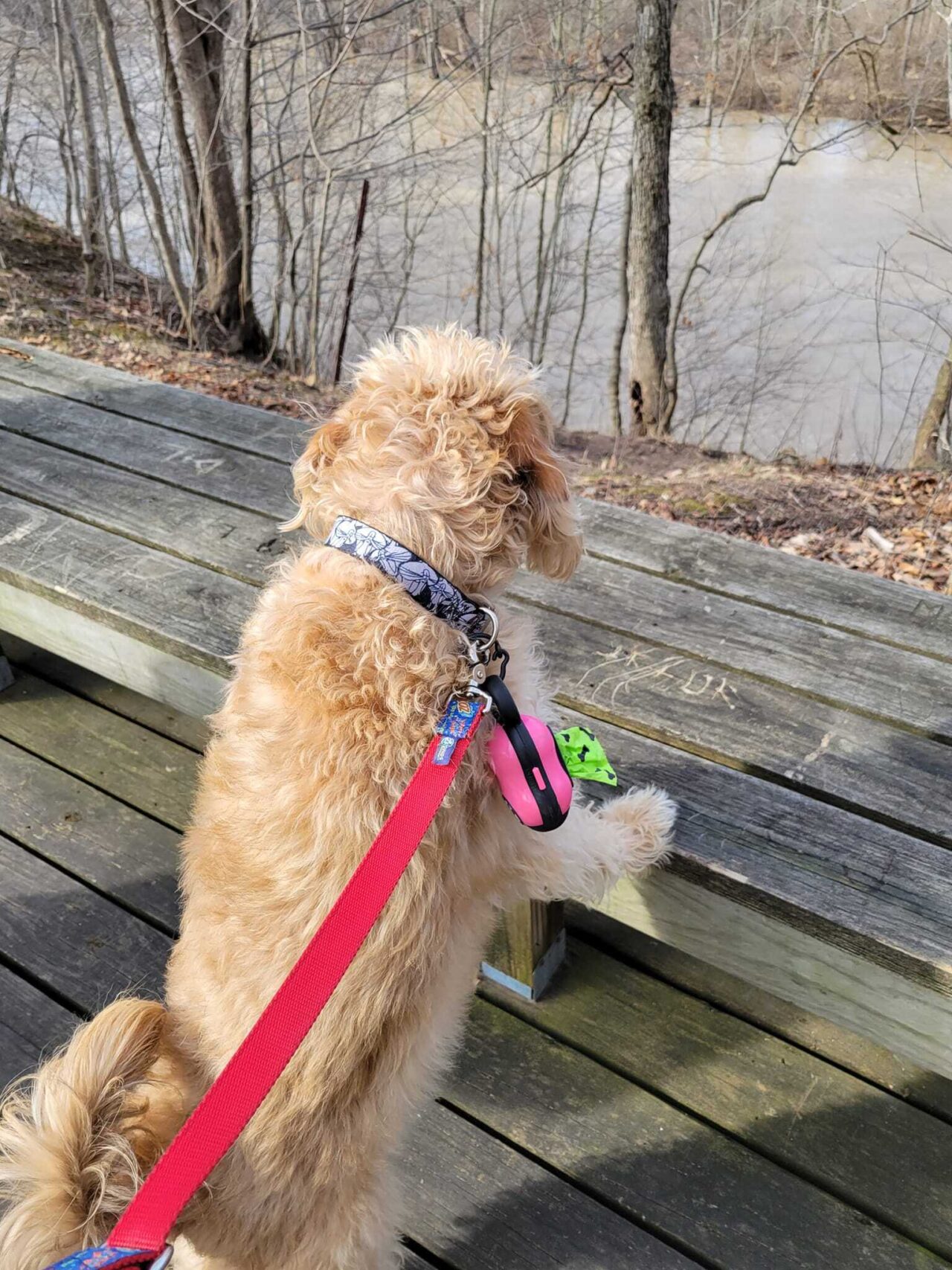 Finster at Evergreen Park