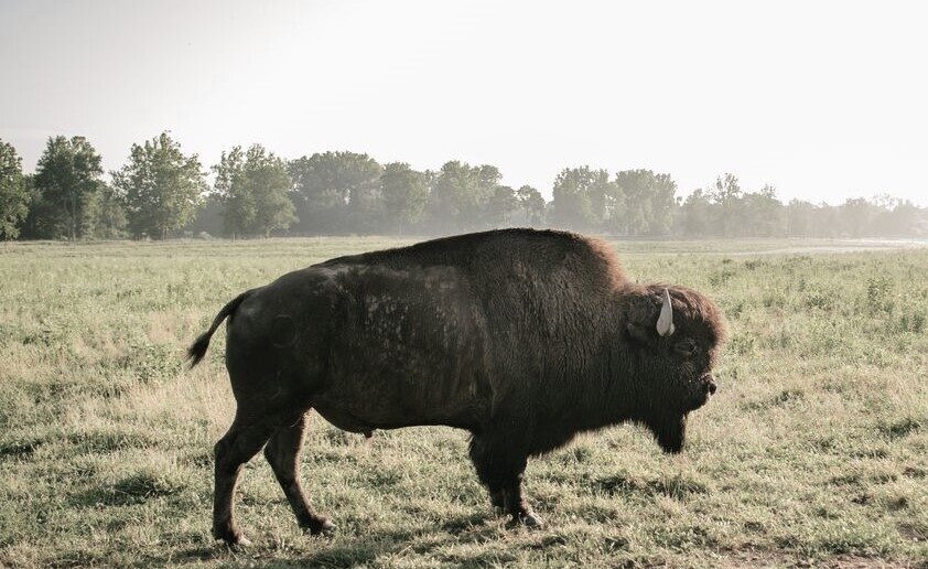 Bison