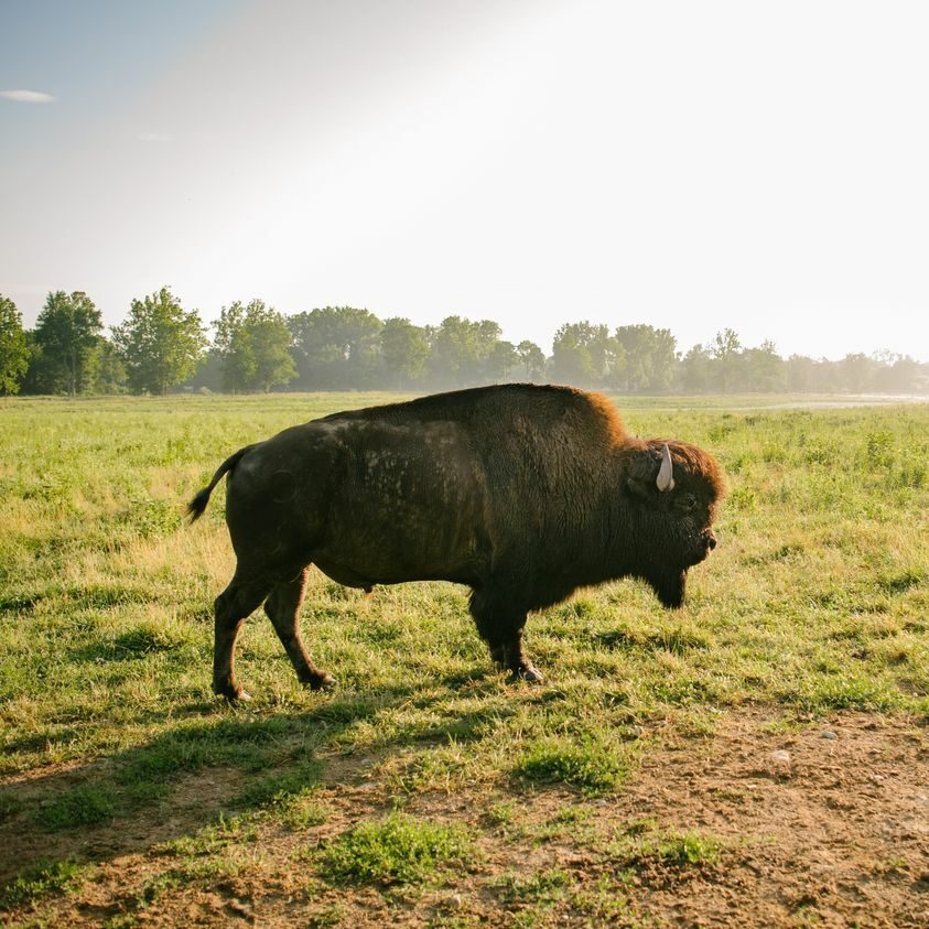 Bison