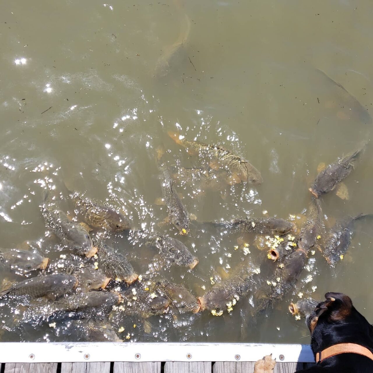 Carp feeding