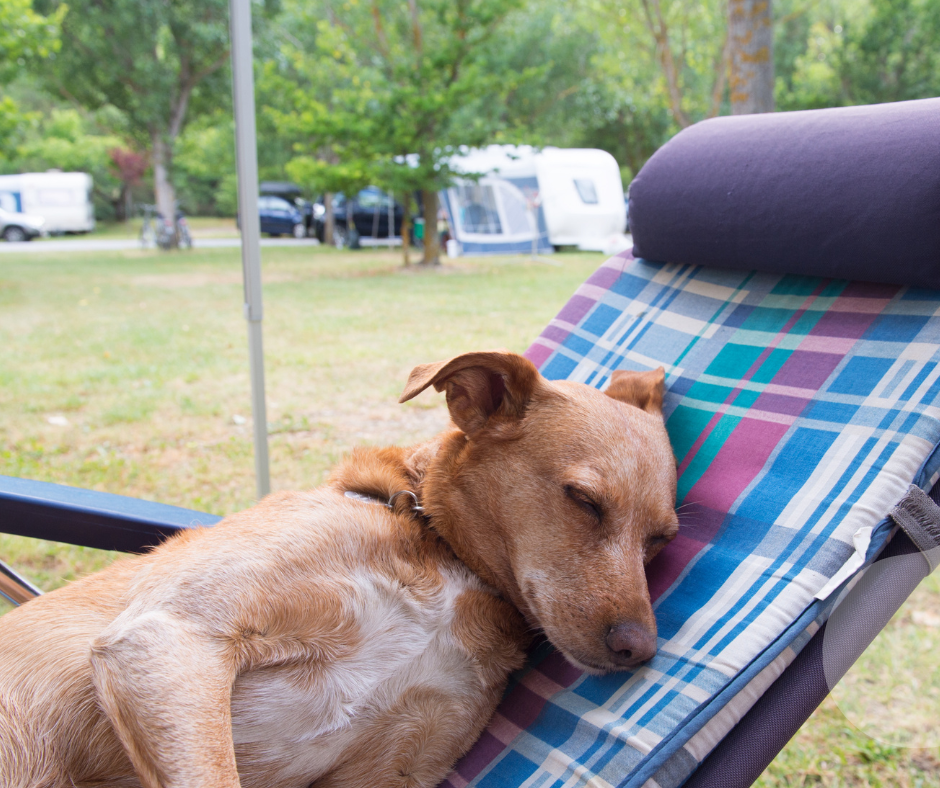 Dog camping