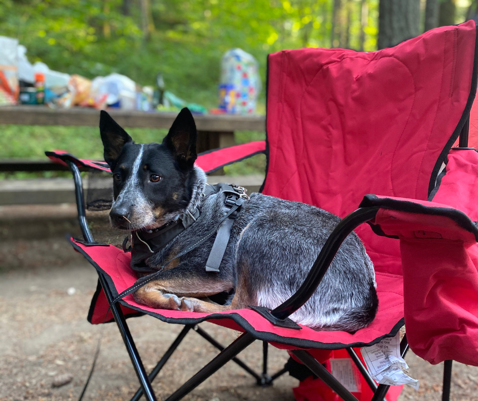 Dog camping