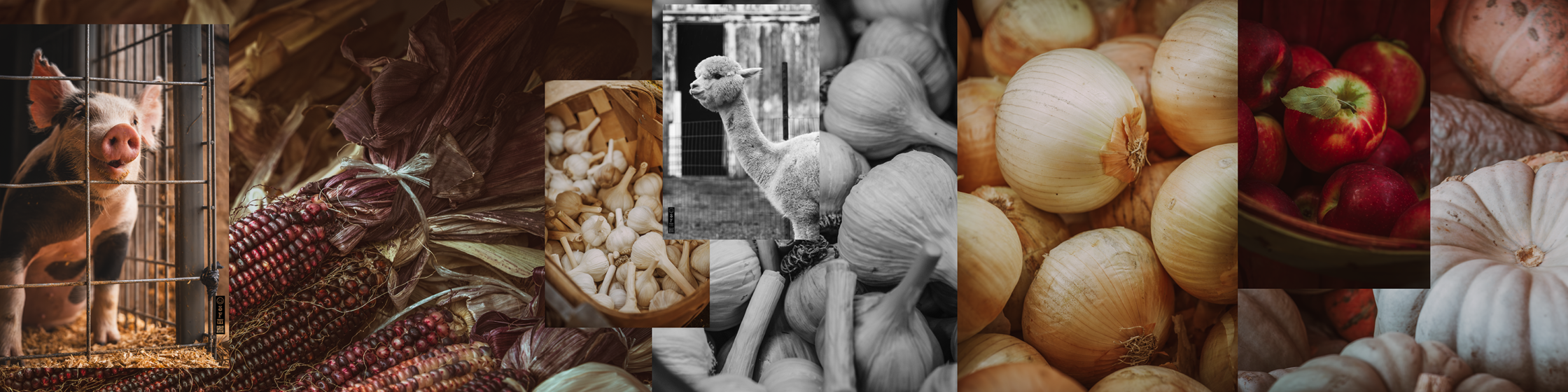 Loon Creek Fall 2025 Collage web size