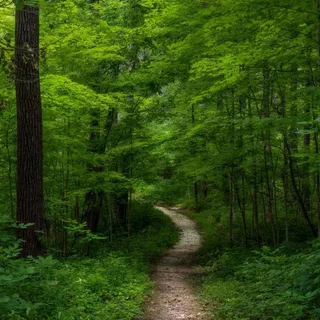 Pehkokia Photo T Sprunger