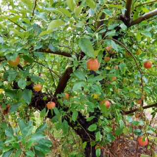Apple tree