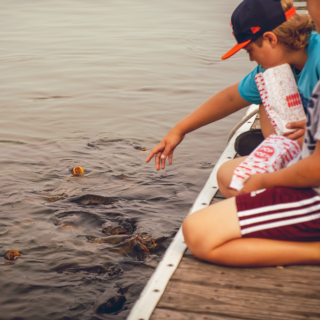 Feeding fish at Pirates Cove Marina -Salamonie