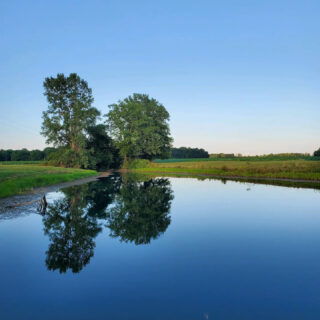 Pond