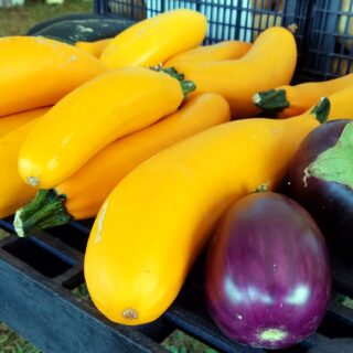 U pick veggies