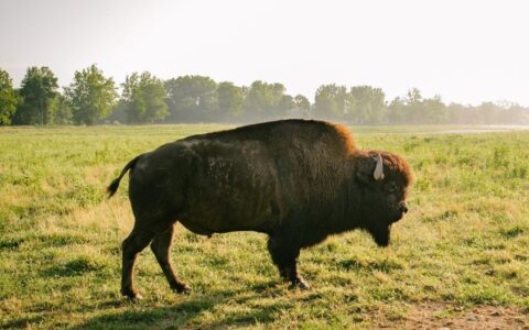 Bison