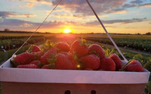 Sunset berries