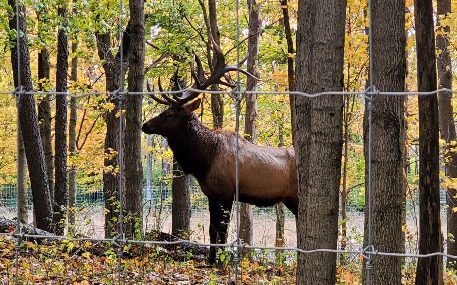 Resized elk