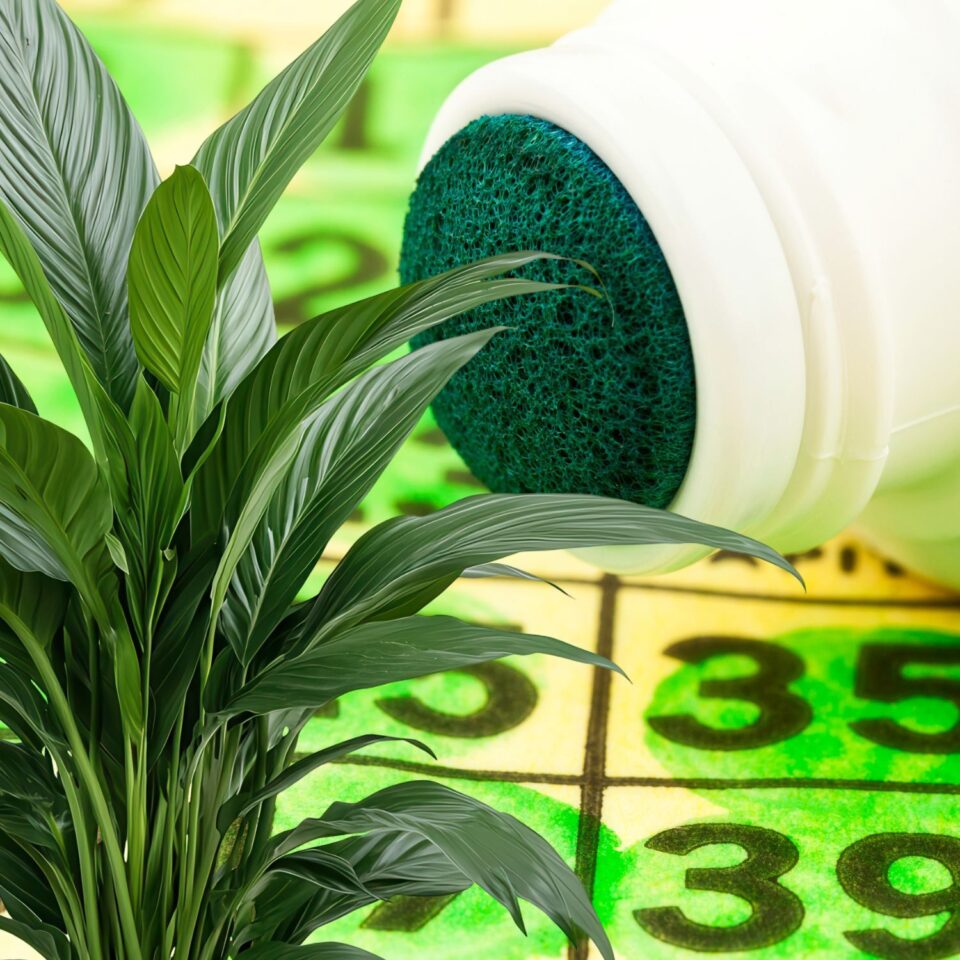 649145169 1610704160846181 6523738548084375769 n