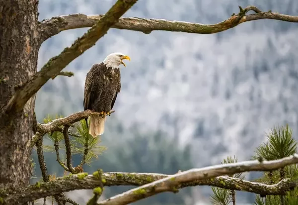 Eagle In Tree
