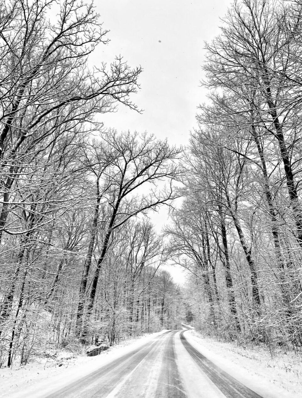 Winter Tree
