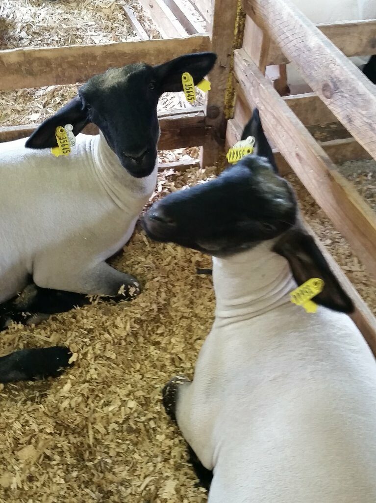 Sheep