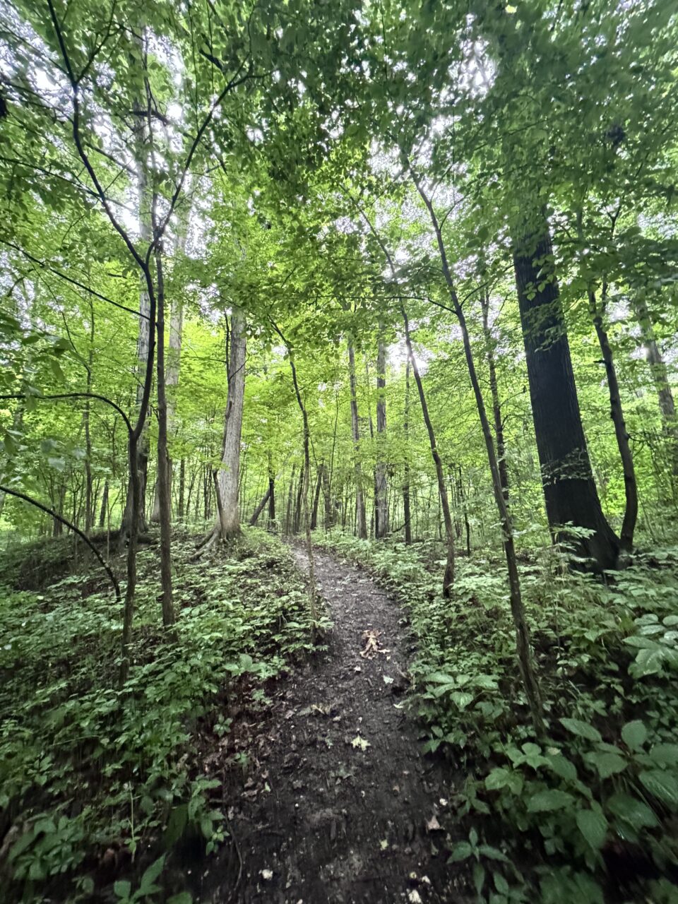 Trail